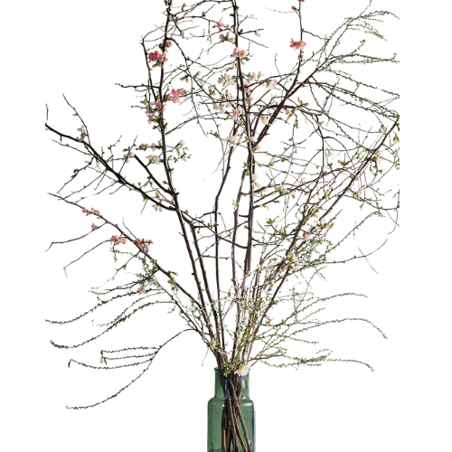 Quince Branches