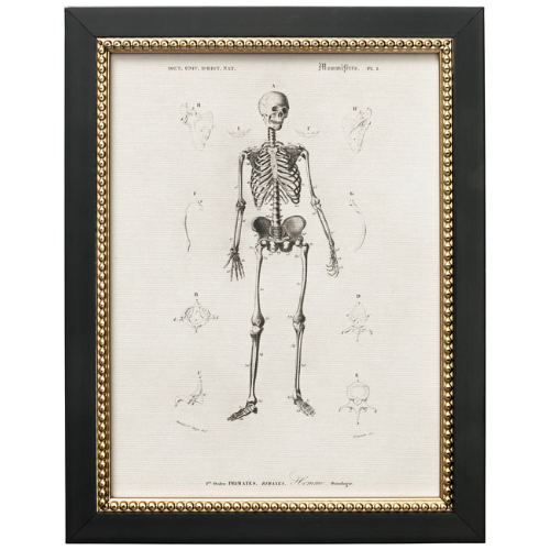 McGee & Co. (US) Skeleton Anatomy art print