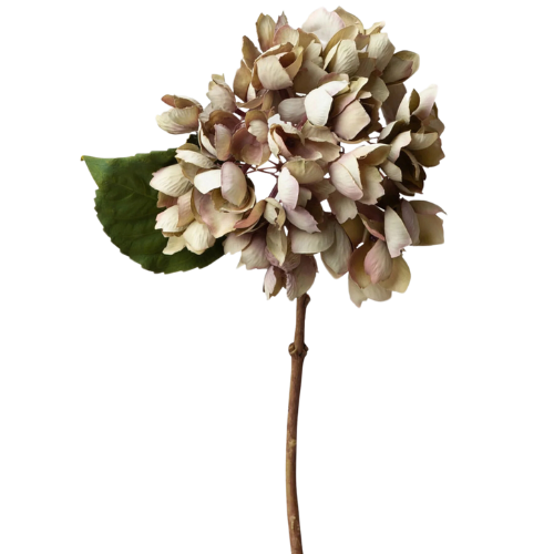 Hydrangea in Vintage Taupe