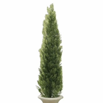 Faux Cedar Pine Tree