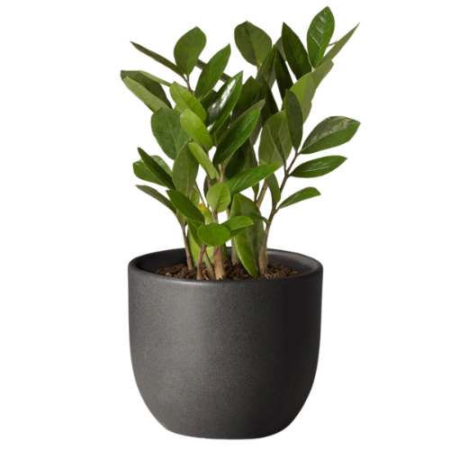 ZZ Plant
