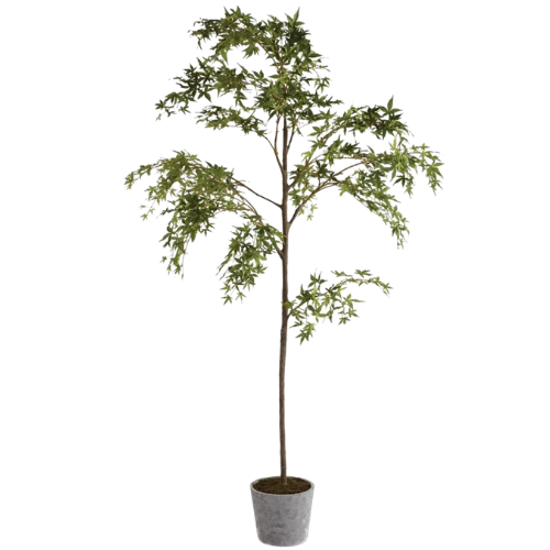 Kathy Kuo Home Celeste French Country Green Potted Maple Tree