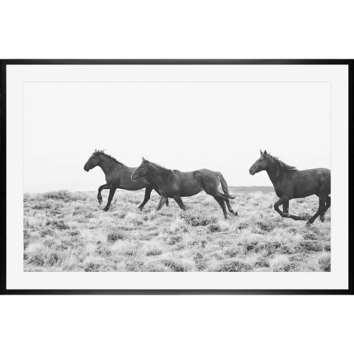 American Wild Horses by Jennifer Meyers