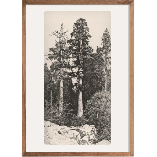 Etsy Tree Tops Etching Art Print Vintage